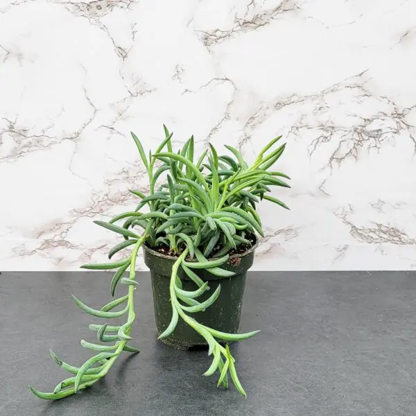 String of Fish Hooks (Senecio Radicans)