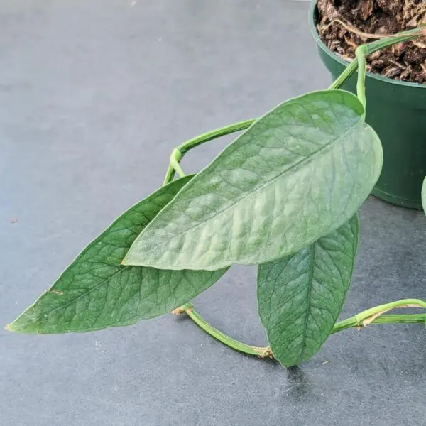 Cebu Blue Pothos (Epipremunum pinnatum 'Cebu Blue')