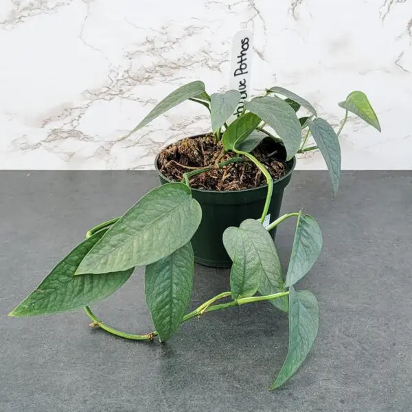 Cebu Blue Pothos (Epipremunum pinnatum 'Cebu Blue') - Image 2