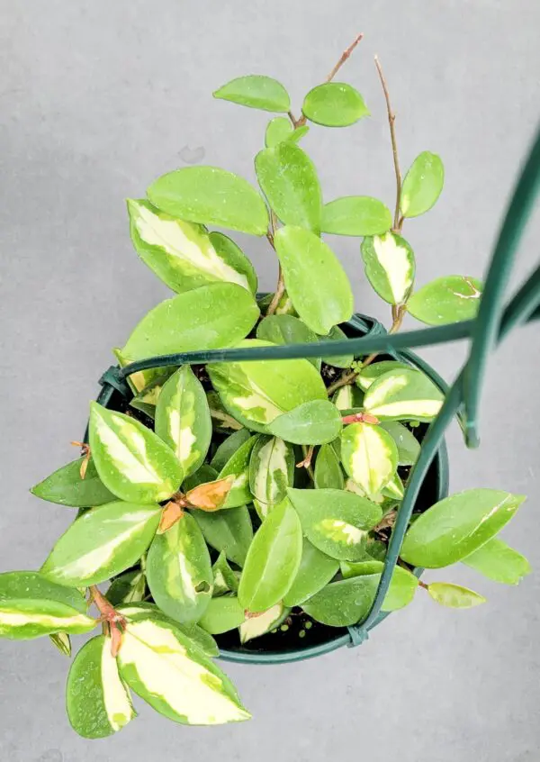 Hoya carnosa 'Crimson Princess' - Image 3