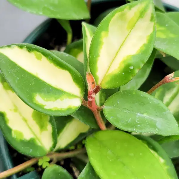 Hoya carnosa 'Crimson Princess'