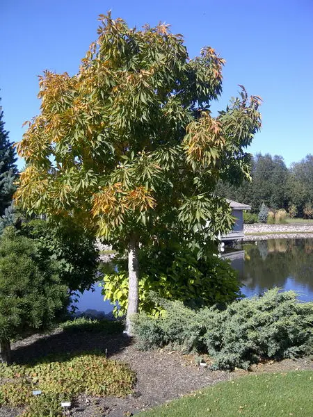 Ohio Buckeye Tree - Trees & Shrubs