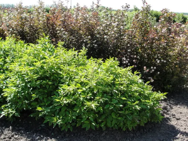 Little Rebel Dogwood - Trees & Shrubs