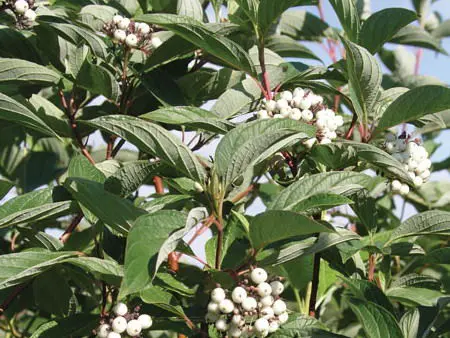 Arctic Fire Dogwood - Trees & Shrubs