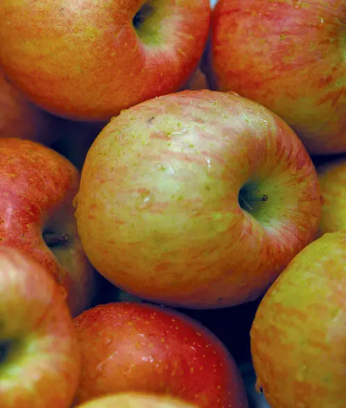 Battleford Apple - Trees & Shrubs (Sun)