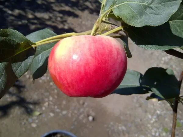 Parkland Apple - Trees & Shrubs