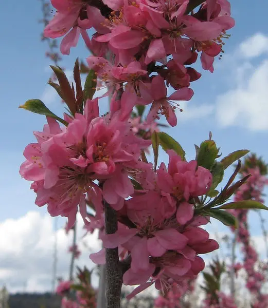 Muckle Plum - Trees & Shrubs