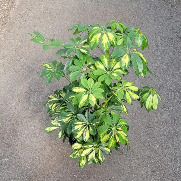Umbrella Tree (Schefflera Gold Capella)