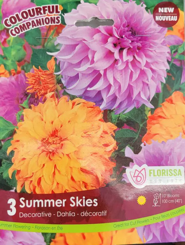 Summer Skies Dahlia Bulbs (1 pack)