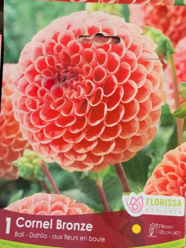 Cornel Bronze Dahlia Bulbs (1 pack)