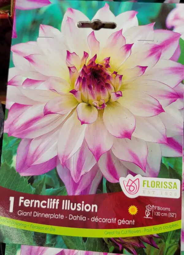 Ferncliff Illusion Dahlia Bulbs (1 pack)