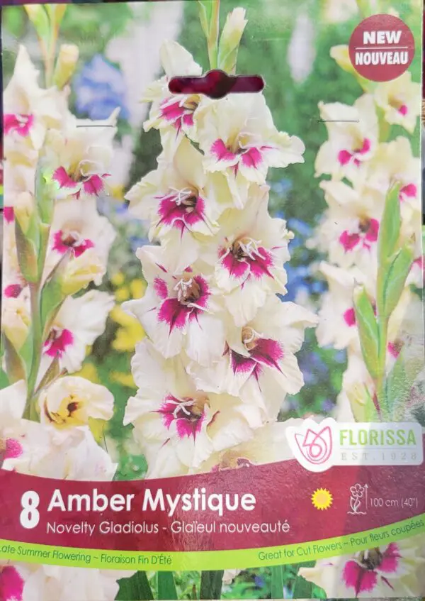 Amber Mystique Gladiolus bulbs (1 pack)