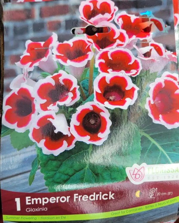 Emperor Fredrick Gloxinia bulbs (1 pack)