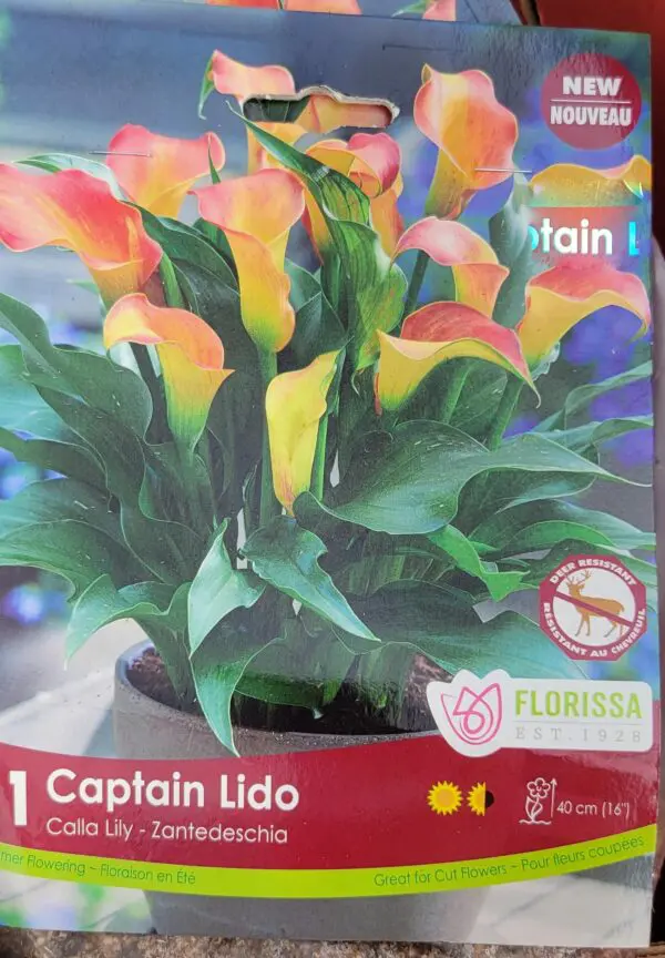 Captian Lido Calla Lily bulbs (1 pack)