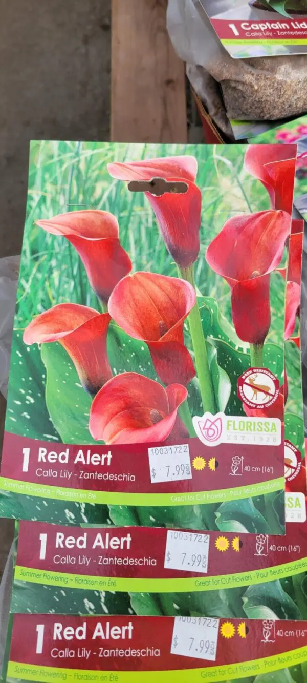 Red Alert Calla Lily bulbs (1 pack)