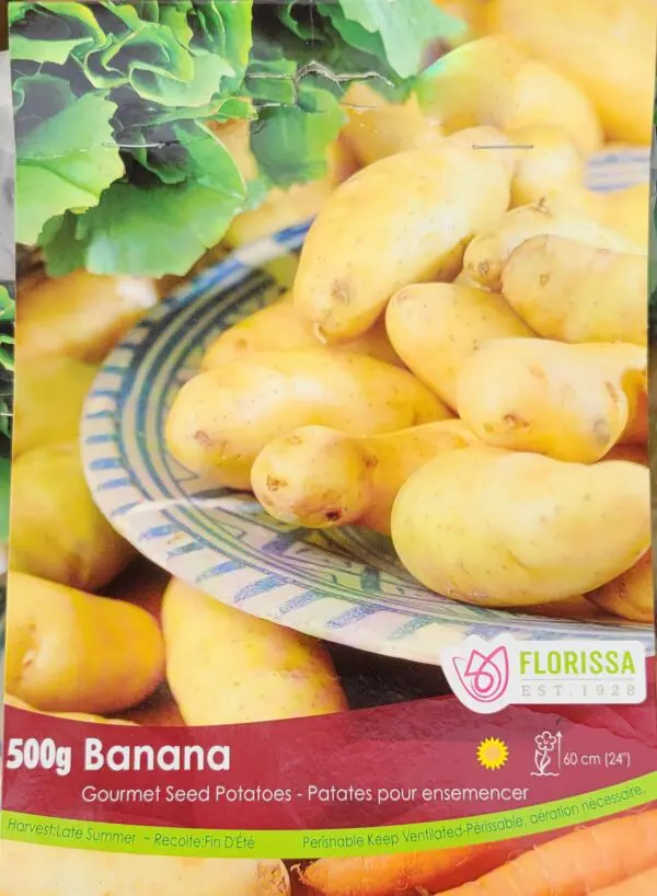 Gourmet Banana Seed Potatoes