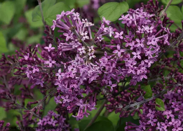 Bloomerang Dark Purple Lilac - Trees & Shrubs