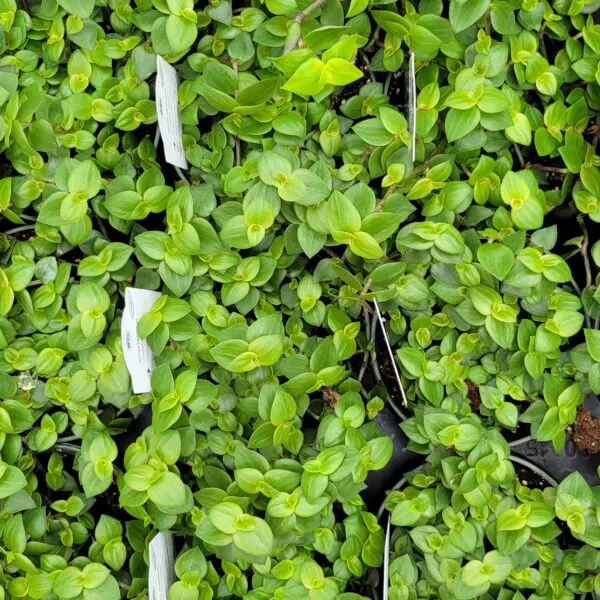 Bolivian Turtle Vine (Tradescantia 'Tortuga')