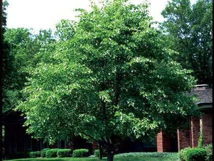 Dropmore Linden  - Trees & Shrubs