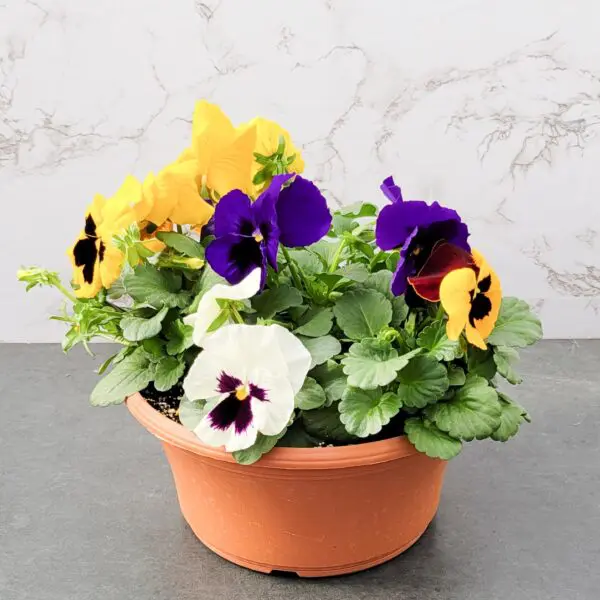 Assorted Pansy Bowls - Mixed Colours