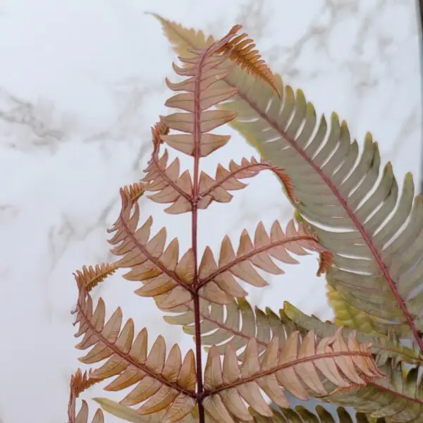 Painted Brake Fern (Pteris quadriaurita 'Tricolour')