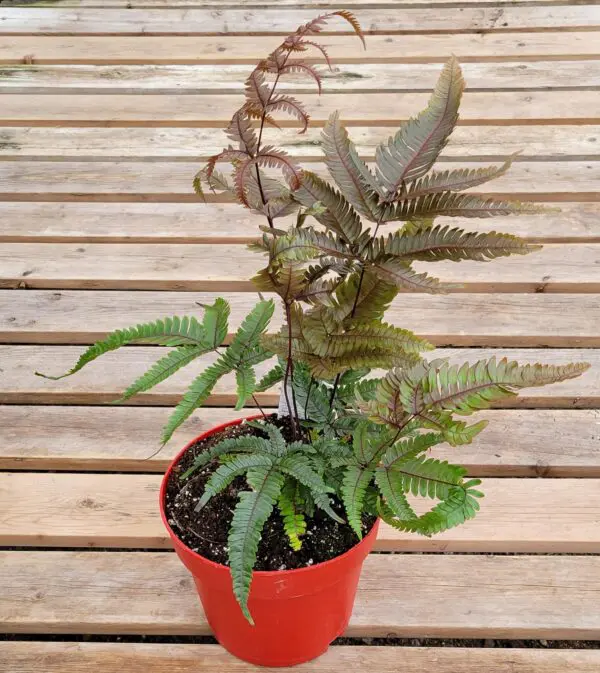 Painted Brake Fern (Pteris quadriaurita 'Tricolour') - Image 2