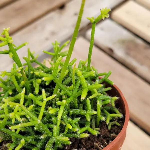 Coral Cactus (Rhipsalis cereuscula)