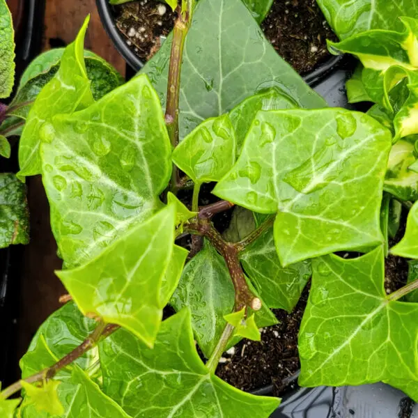 Wax Ivy - Image 3
