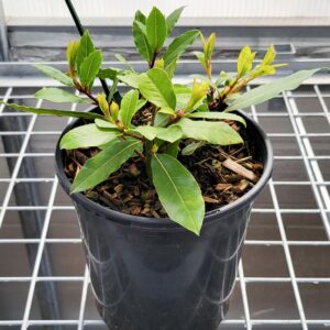 Bay Laurel Leaf Plant (2 qt Pot)