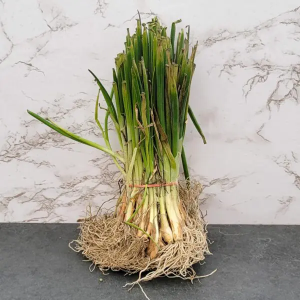 Walla Walla Onions - rooted starts