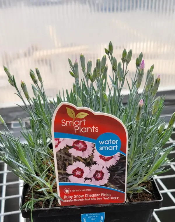 Dianthus Mountain Frost 'Ruby Snow Cheddar Pinks'