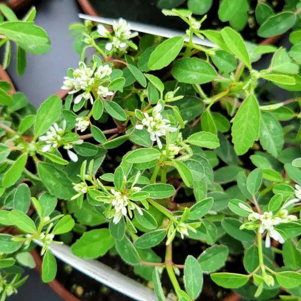 Euphorbia 'Starblast Snowdrift'