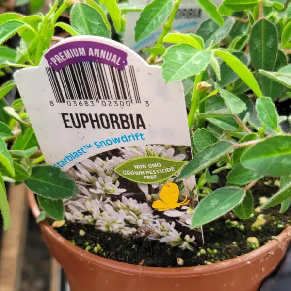 Euphorbia 'Starblast Snowdrift' - Image 2