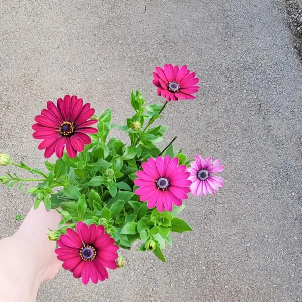 Osteospermum (African Daisy) Assorted colours