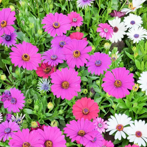 Osteospermum (African Daisy) Assorted colours - Image 3
