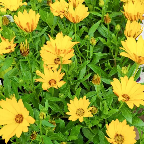Osteospermum (African Daisy) Assorted colours - Image 2