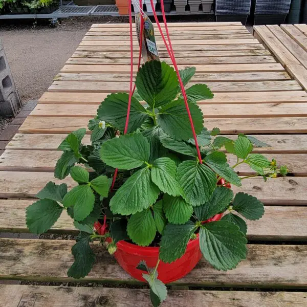 Strawberry Hanging Basket