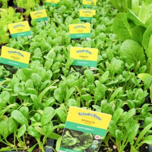 Spinach - Veggie 6 Packs