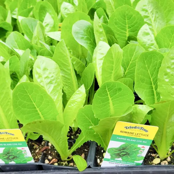 Romaine Lettuce - Veggie 6 Packs