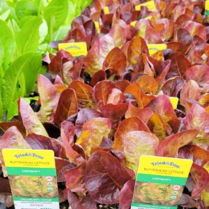 Red Butterhead Lettuce - Veggie 6 Packs