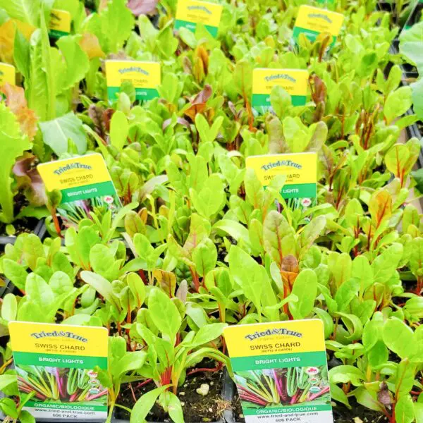 Swiss Chard - Veggie 6 Packs