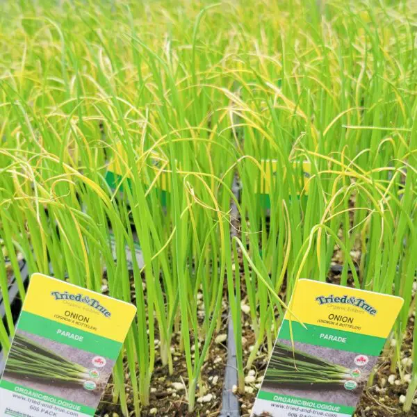 Green Bunching Onion - Veggie 6 Packs