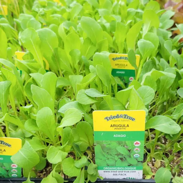 Arugula - Veggie 6 Packs