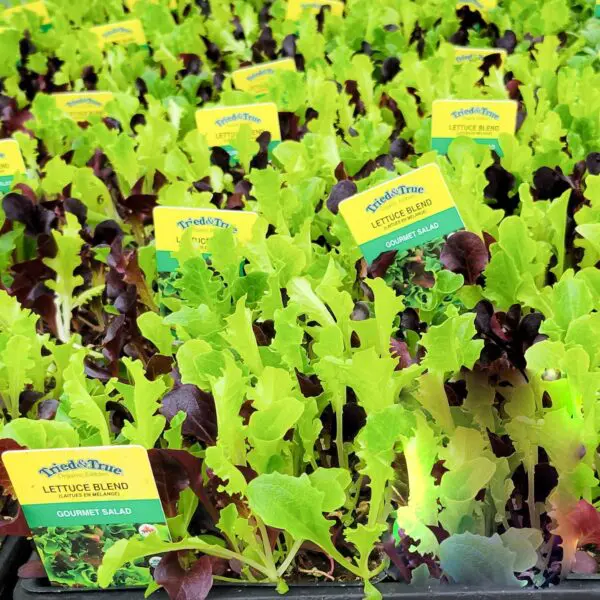 Gourmet Mix Lettuce - Veggie 6 Packs