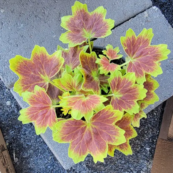 Novelty 'Vancouver Centennial' Geranium