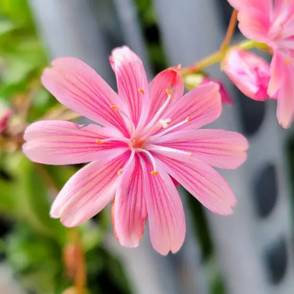 Pink Lewisa - Perennials