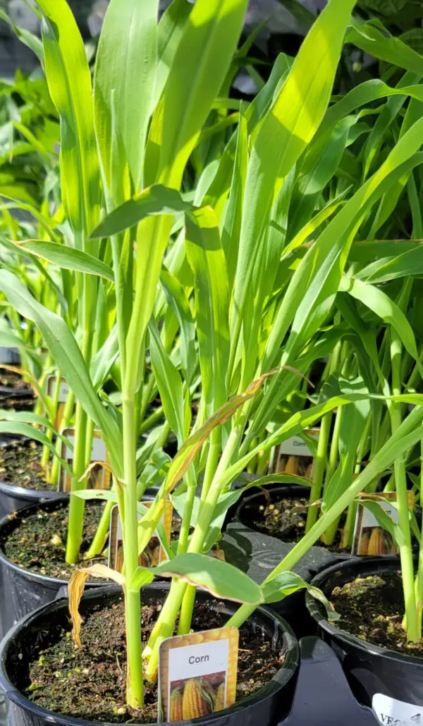 Corn - 4" Veggies