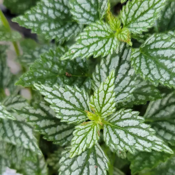Lamiastrum galeobdoblon 'Herman's Pride Yellow Archangel'