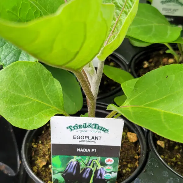 Eggplant - Veggie Starts