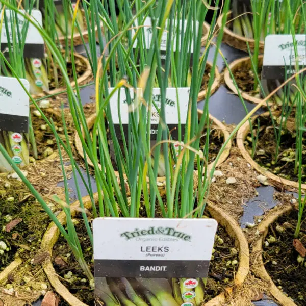 Leeks - Veggie Starts
